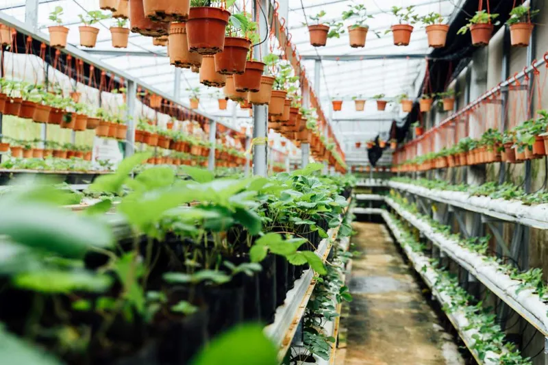 Pemerintah Tambah Komoditas Pertanian yang Dikenakan Kebijakan Impor